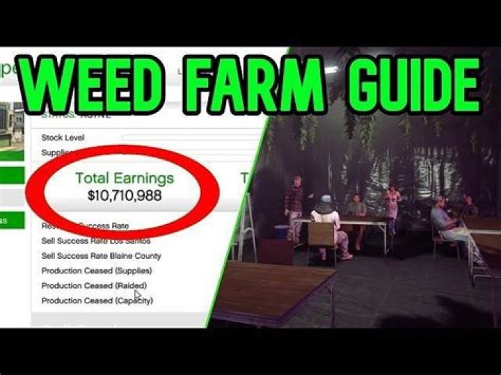 How to buy weed farm gta