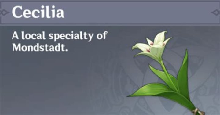 How to get the cecilia option in genshin impact